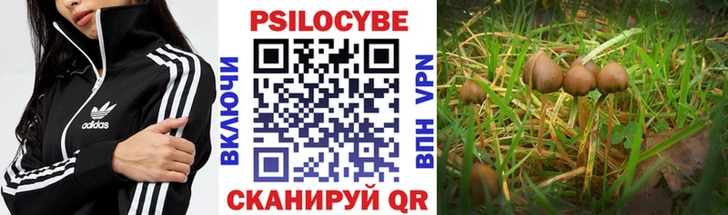 Псилоцибиновые грибы мицелий Новочеркасск
